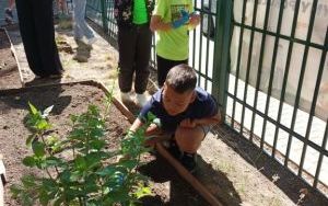 uczniowie edukacji wczesnoszkolnej zakładają rabaty kwiatowe (7)