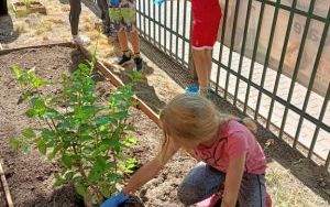 uczniowie edukacji wczesnoszkolnej zakładają rabaty kwiatowe (8)