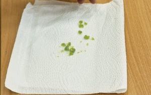 Zajęcia z ciekłym azotem w klasie 2 b i 4 c (14)